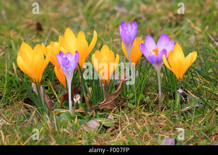 Crocus (Crocus chrysanthus jaune), dans un pré en fleurs en hiver, aconit, Allemagne Banque D'Images