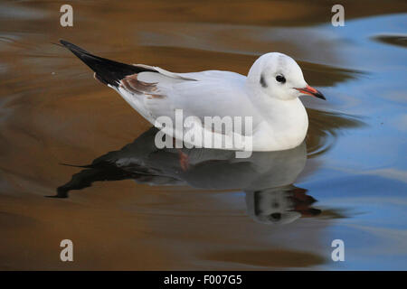 Mouette rieuse (Larus ridibundus, Chroicocephalus ridibundus), natation, avec l'image en miroir, Allemagne Banque D'Images