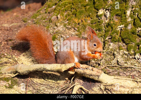 L'écureuil roux européen eurasien, l'écureuil roux (Sciurus vulgaris), avec hazalnut dans les pattes, Allemagne Banque D'Images