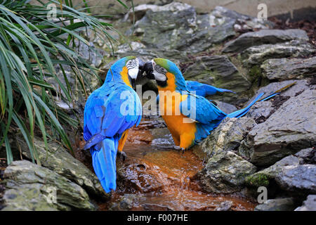 Ara bleu et jaune, bleu et or, Ara bleu et or, Ara bleu et jaune Ara ararauna (ARA), paire Banque D'Images