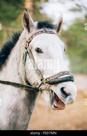 Funny Portrait de Cheval Blanc. Fermer jusqu'au museau Banque D'Images