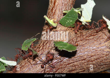 Mégachiles Atta sexdens (ant), fourmis transportant des morceaux de feuilles de mégachiles sur une branche Banque D'Images
