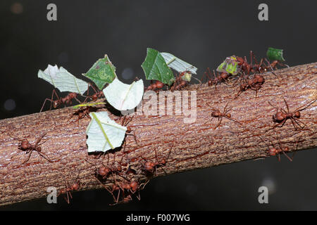 Mégachiles Atta sexdens (ant), fourmis transportant des morceaux de feuilles de mégachiles sur une branche Banque D'Images