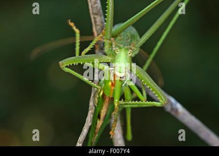 Bush prédatrice, bush-cricket cricket prédatrice, magicien (Saga pedo), Femme Banque D'Images