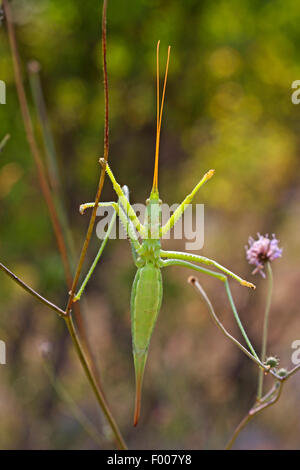 Bush prédatrice, bush-cricket cricket prédatrice, magicien (Saga pedo), Femme Banque D'Images