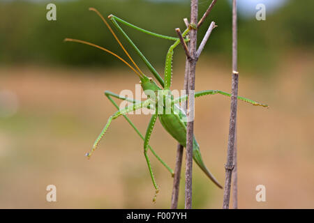 Bush prédatrice, bush-cricket cricket prédatrice, magicien (Saga pedo), femelle à une pousse Banque D'Images