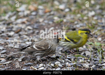 Sizerin flammé, Carduelis flammea Sizerin flammé (Acanthis flammea flammea,), homme sur la terre avec Eurasian siskin, Allemagne Banque D'Images