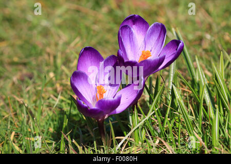 Crocus Crocus du printemps, néerlandais (Crocus vernus, Crocus neapolitanus), qui fleurit sur une pelouse, Allemagne Banque D'Images