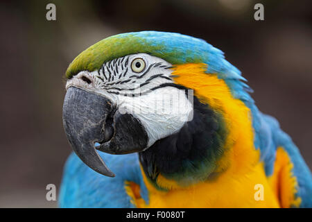 Ara bleu et jaune, bleu et or, Ara bleu et or, Ara bleu et jaune Ara ararauna (ARA), portrait Banque D'Images