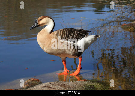 De l'oie naine (Anser albifrons), debout sur le bord de l'eau, de l'Allemagne Banque D'Images