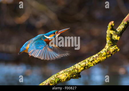 River Kingfisher (Alcedo atthis), approche de l'outlook, Germany Banque D'Images