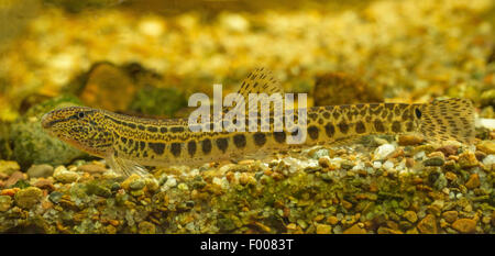 Épines loach, repéré weatherfish (Cobitis taenia), Femme Banque D'Images