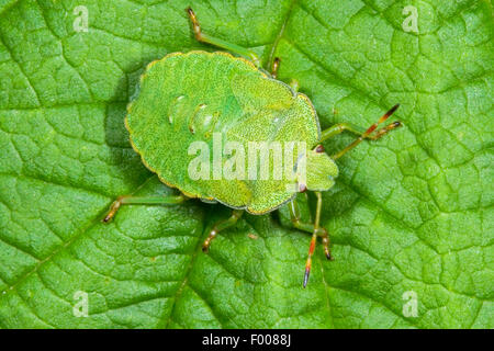 Green Shield bug, commune de Green Shield bug (Palomena prasina), nymphe, Allemagne Banque D'Images