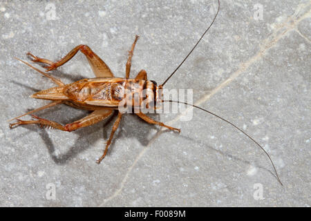 Chambre cricket, cricket, intérieur gris intérieur cricket (Acheta domesticus, acheta domestica, Gryllulus domesticus), assis sur le sol, Allemagne Banque D'Images