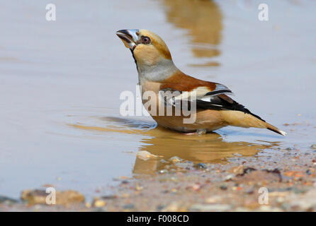 (Coccothraustes coccothraustes hawfinch), homme baignant dans une flaque, Allemagne Banque D'Images