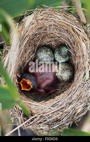 (Cuculus canorus cuckoo eurasienne) fraîchement écloses, Poussin dans le nid d'une rousserolle effarvatte, Allemagne Banque D'Images