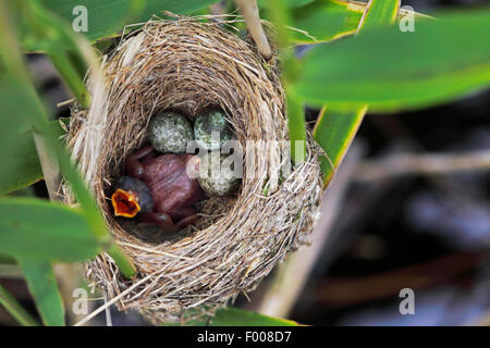 (Cuculus canorus cuckoo eurasienne) fraîchement écloses, Poussin dans le nid d'une rousserolle effarvatte, Allemagne Banque D'Images