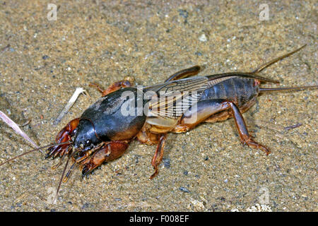 European mole cricket, Courtilière Gryllotalpa gryllotalpa (), sur le terrain, Allemagne Banque D'Images