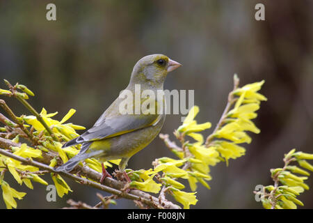 Verdier d'Europe (Carduelis chloris), siège un Forsythia, Allemagne Banque D'Images