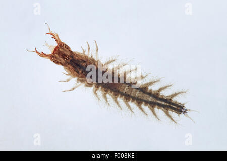 L'eau noire moindre coléoptère, moindre de l'eau d'argent, le moindre argent beetle (Hydrochara caraboides), larve, Allemagne Banque D'Images