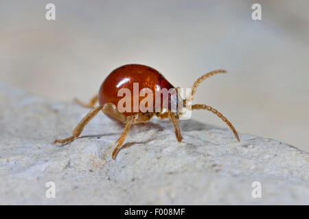 Du lisse, brillant, bosse ponderosa ponderosa (Gibbium psylloides araignée), sur le terrain, Allemagne Banque D'Images