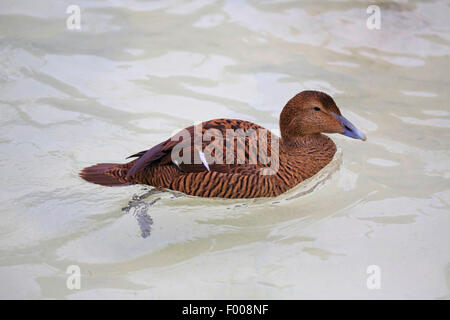 L'eider à duvet (Somateria mollissima), une femme, Allemagne Banque D'Images