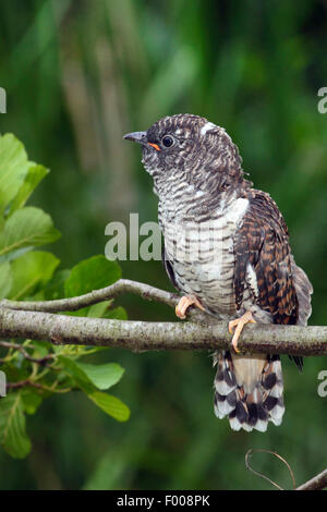 (Cuculus canorus cuckoo eurasien), jeune en attente sur une branche , Allemagne Banque D'Images