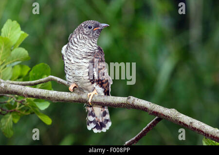 (Cuculus canorus cuckoo eurasien), jeune en attente sur une branche , Allemagne Banque D'Images