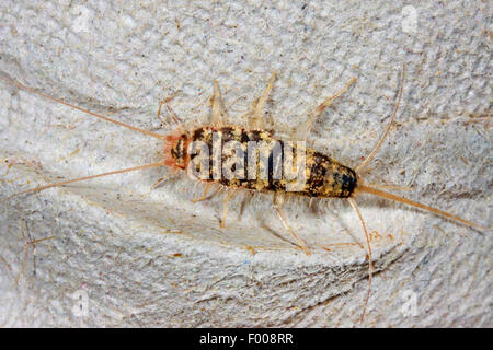 Firebrat (Thermobia domestica, thermophila, furnorum Lepismodes inquilinus), sur un chiffon, Allemagne Banque D'Images