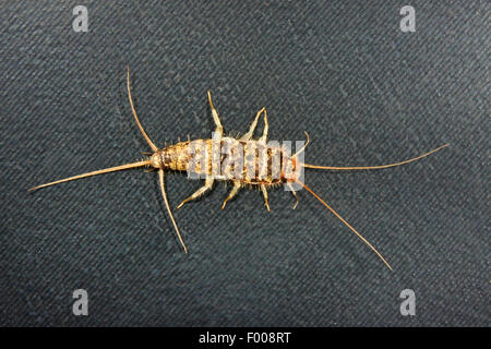 Firebrat (Thermobia domestica, thermophila, furnorum Lepismodes inquilinus), portrait en pied, high angle view, Allemagne Banque D'Images