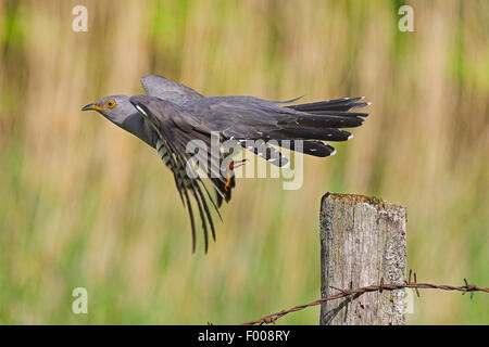 (Cuculus canorus cuckoo eurasien), décollant d'un post en bois, Allemagne Banque D'Images