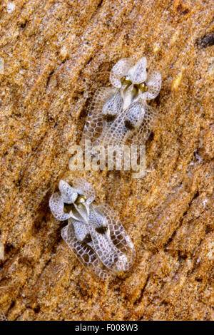 Dentelle sycamore (Corythucha ciliata bug), Allemagne Banque D'Images