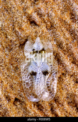 Dentelle sycamore (Corythucha ciliata bug), Allemagne Banque D'Images