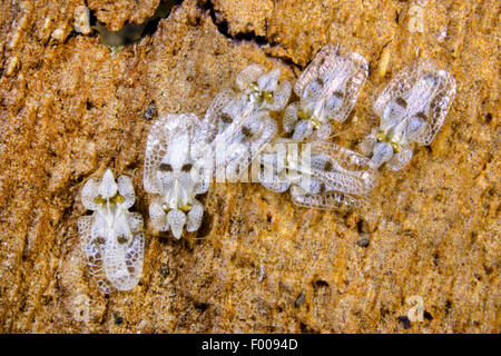 Dentelle sycamore (Corythucha ciliata bug), Allemagne Banque D'Images