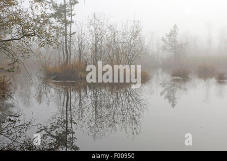Moor étang dans le brouillard en automne, Allemagne Banque D'Images