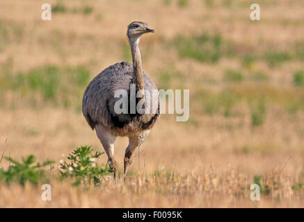 Nandou (Rhea americana), vivant dans l'Wakenitzniederung rhea, Allemagne, Schleswig-Holstein Banque D'Images