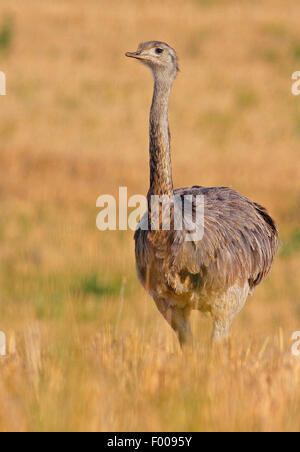 Nandou (Rhea americana), vivant dans l'Wakenitzniederung rhea, Allemagne, Schleswig-Holstein Banque D'Images