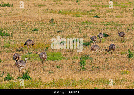 Nandou (Rhea americana), le nandou vivant dans le Wakenitzniederung, Schleswig-Holstein, Allemagne Banque D'Images