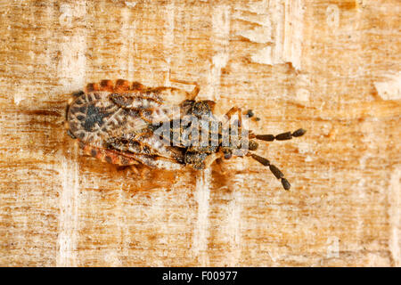 Flatbug (Coptosoma depressus), assis sur l'écorce, Allemagne Banque D'Images