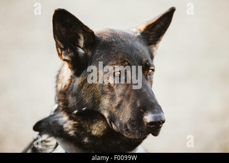 Berger allemand noir Portrait Banque D'Images