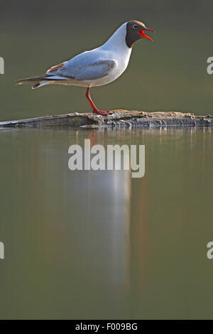 Mouette rieuse (Larus ridibundus, Chroicocephalus ridibundus), debout sur une branche dans l'eau et l'appelant, Belgique Banque D'Images