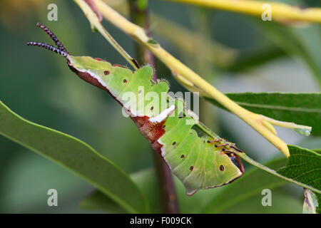 Cerura erminea Cerura erminea) (, Caterpillar sur Willow, en Allemagne, en Bavière Banque D'Images