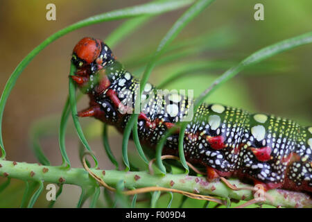 Sphynx de l'euphorbe ésule (Hyles euphorbiae, Celerio euphorbiae), Caterpillar se nourrit de l'euphorbe cyprès, Germany Banque D'Images