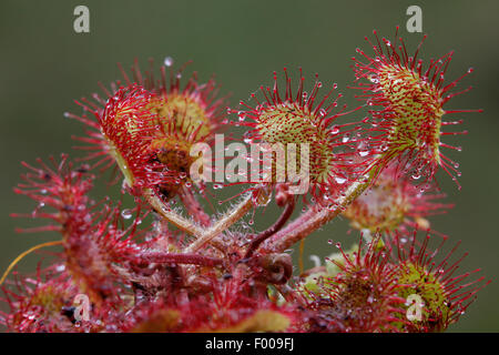 Le rossolis à feuilles rondes, roundleaf Sundew (Drosera rotundifolia), des feuilles avec des gouttes collantes, Allemagne Banque D'Images