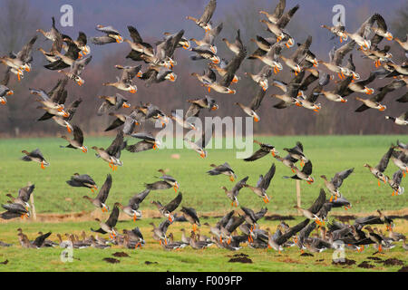 Bean Goose, Taiga Bean goose (Anser fabalis), troupeau d'oies bean et rieuses battant, Allemagne Banque D'Images