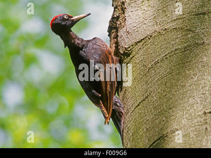 Pic noir (Dryocopus martius), à un trou d'arbre , Allemagne Banque D'Images