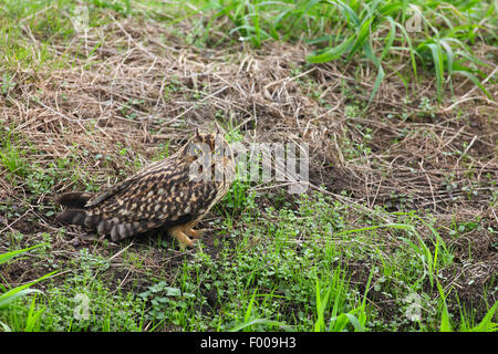 Le hibou des marais (Asio flammeus), assis sur le sol, Allemagne Banque D'Images