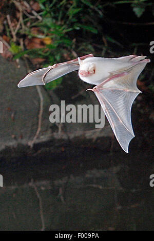 De Daubenton (Myotis daubentoni), albino en vol La chasse, Allemagne Banque D'Images