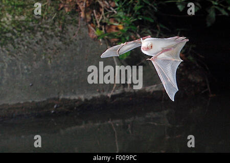 De Daubenton (Myotis daubentoni), albino en vol La chasse, Allemagne Banque D'Images