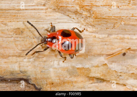 Scarlet, Endomychus coccineus Endomychus Faux (Coccinelle), assis sur le bois, Allemagne Banque D'Images